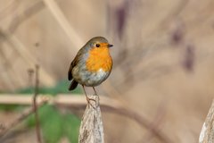 Erithacus rubecula