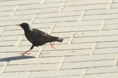 Sturnus vulgaris