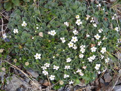 Myosotis retrorsa