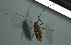 Macropophora accentifer