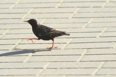 Sturnus vulgaris