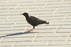 Sturnus vulgaris