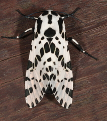 Hypercompe brasiliensis