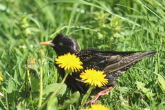 Sturnus vulgaris