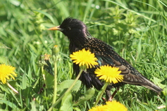 Sturnus vulgaris
