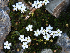 Lobelia glaberrima