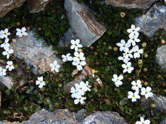 Lobelia glaberrima