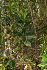 Atractocarpus