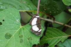 Janatella leucodesma