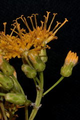 Sinclairia glabra