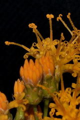 Sinclairia glabra