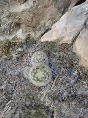 Mammillaria plumosa