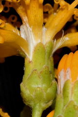 Sinclairia glabra