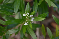 Rauvolfia semperflorens