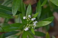Rauvolfia semperflorens