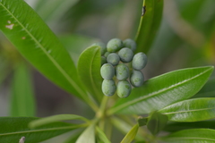 Rauvolfia semperflorens