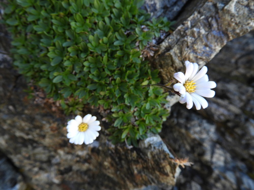 Thompson's Mountain Daisy (Celmisia thomsonii)