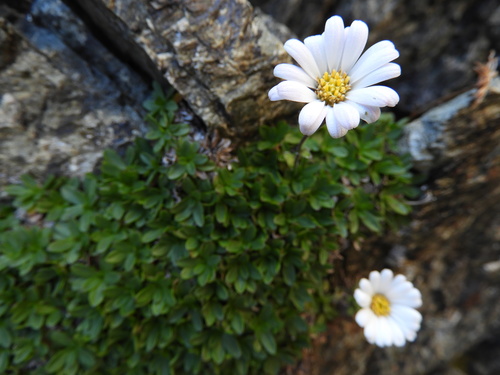 Image of Celmisia thomsonii by (c) Santiago Martín-Bravo, some rights reserved (CC BY)
