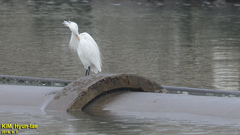 Egretta eulophotes