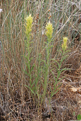 Castilleja flava flava