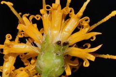 Sinclairia glabra