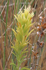 Castilleja flava flava