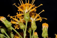 Sinclairia glabra