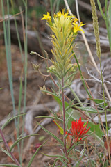 Castilleja flava flava