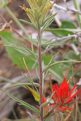 Castilleja flava flava