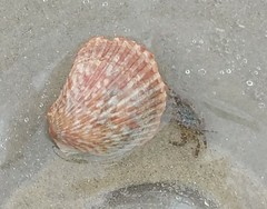 Pachygrapsus crassipes