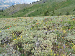 Castilleja flava flava