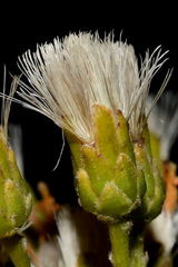 Sinclairia glabra