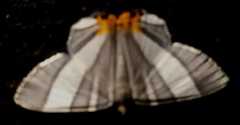 Opisthoxia miletia