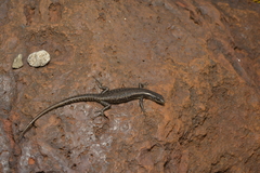 Cryptoblepharus novocaledonicus