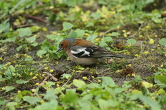 Fringilla coelebs