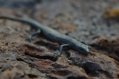 Cryptoblepharus novocaledonicus