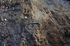 Cryptoblepharus novocaledonicus