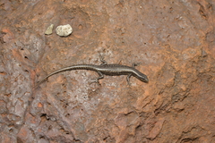 Cryptoblepharus novocaledonicus