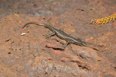 Cryptoblepharus novocaledonicus