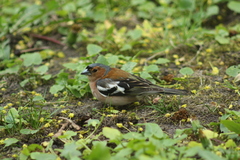 Fringilla coelebs