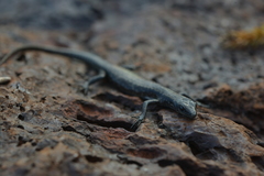 Cryptoblepharus novocaledonicus