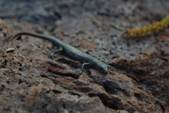 Cryptoblepharus novocaledonicus
