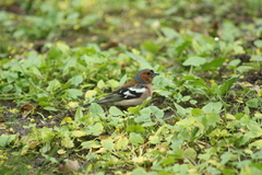 Fringilla coelebs