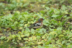 Fringilla coelebs