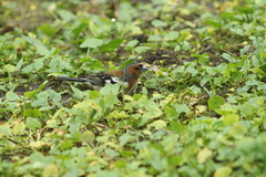 Fringilla coelebs