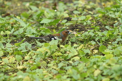 Fringilla coelebs