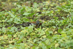 Fringilla coelebs