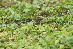 Fringilla coelebs