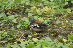 Fringilla coelebs