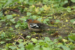 Fringilla coelebs
